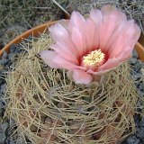 Gymnocalycium monvillei ex sp aff. hybopleurum JL1920.jpg